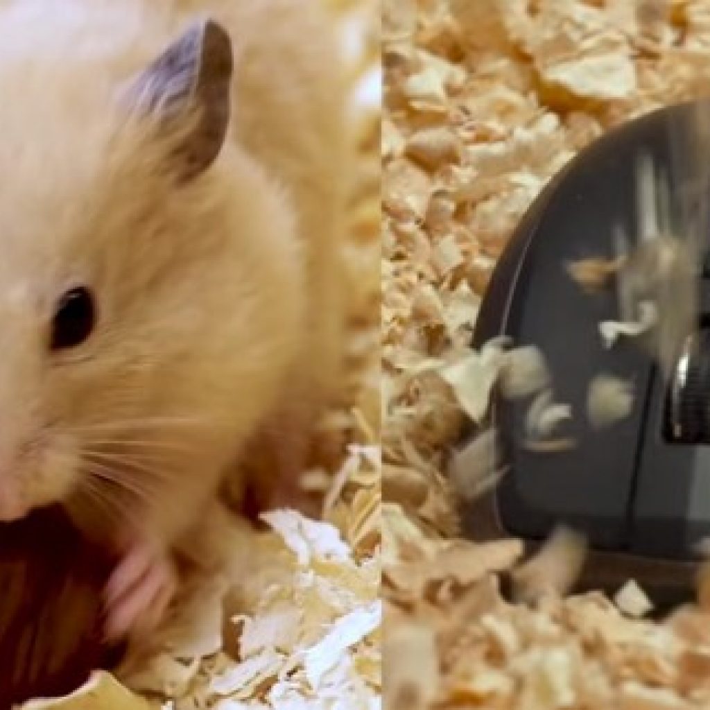 Conheça a nova família de hamsters Logitech, o novo nome para os mouses sem fio